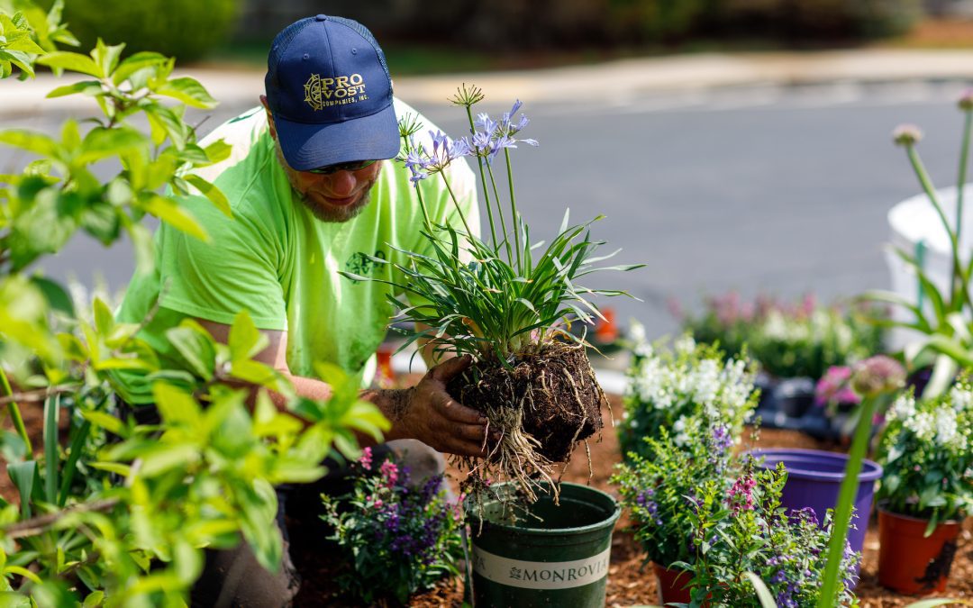 Seasonal Plantings to Spruce up Your Landscape
