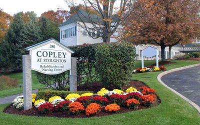 Seasonal Plantings: Add Color and Interest to Your Landscape