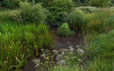 Rain Gardens